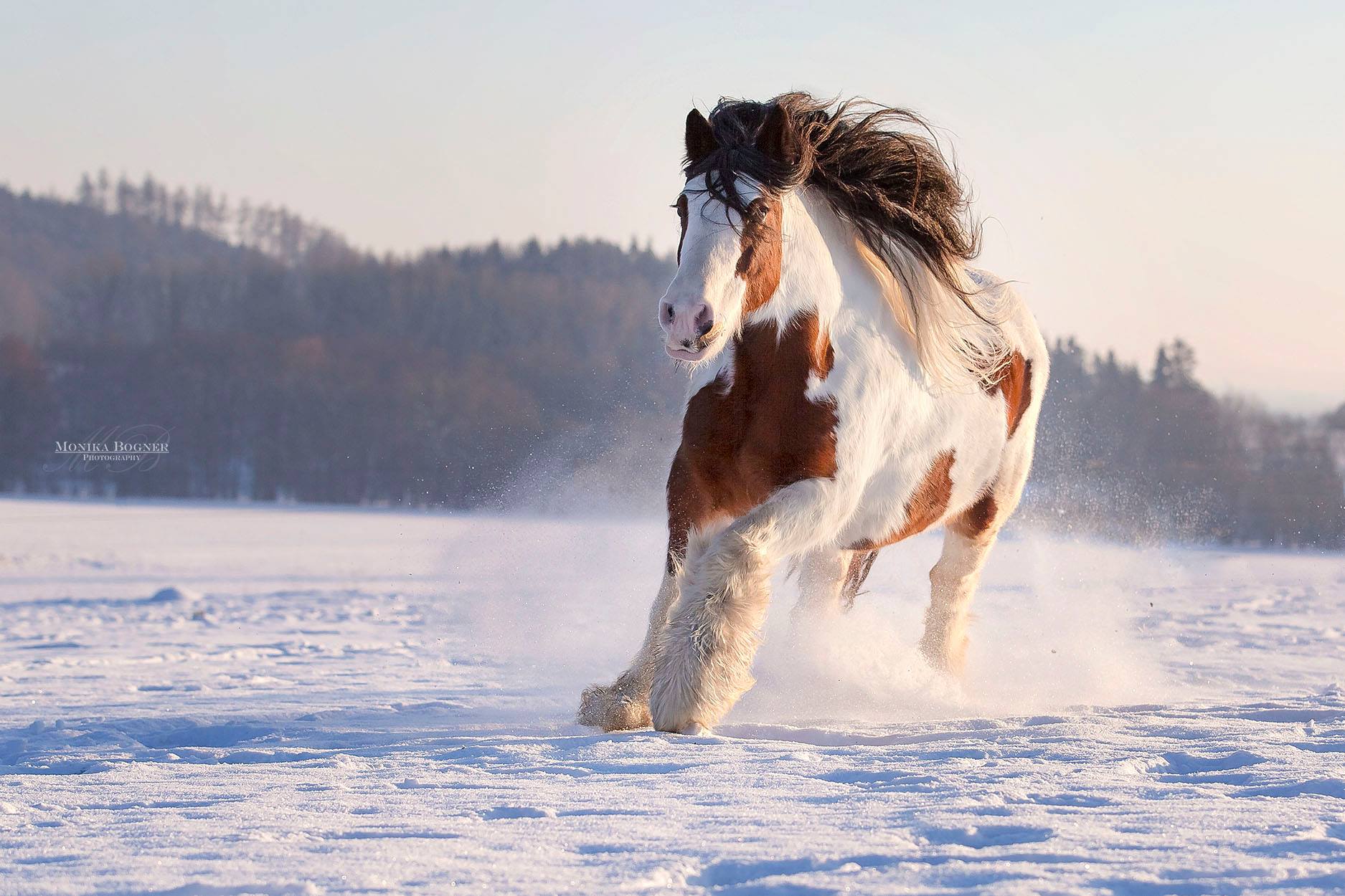 Monika Bogner Equine Photography ❤